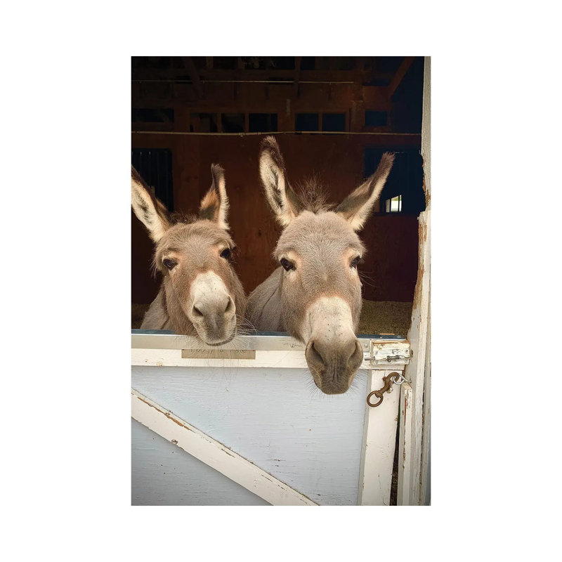 Pair Of Donkeys by Susan Vizvary - Print on Canvas, Wrapped Canvas, 30.48cm H x 20.32cm W x 1.91cm D