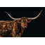 Bigger In Texas Print by Adam Mowery-65037855