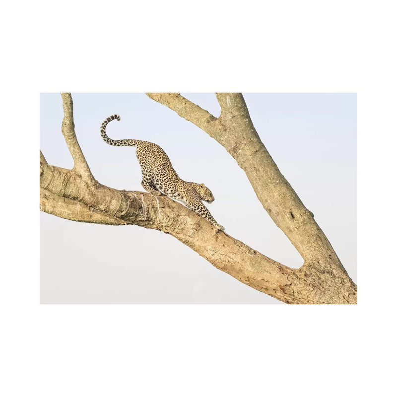 Africa, Kenya, Maasai Mara National Reserve. Leopard Stretching in Tree 1 Piece Wrapped Canvas Wall Art