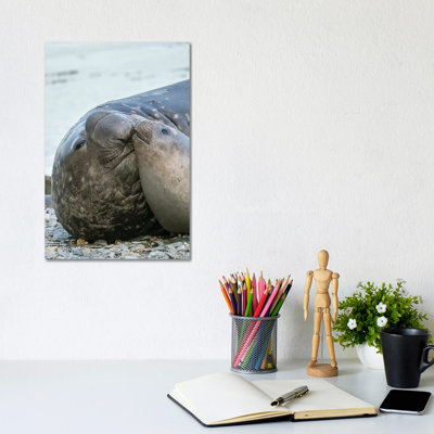 Southern Elephant Seal Bull And Female On Beach by Martin Zwick - Wrapped Canvas Print