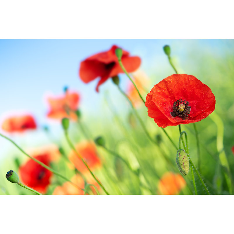Poppy Flowers - Wrapped Canvas Print, 30cm H x 46cm W