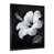 Cadre photo noir