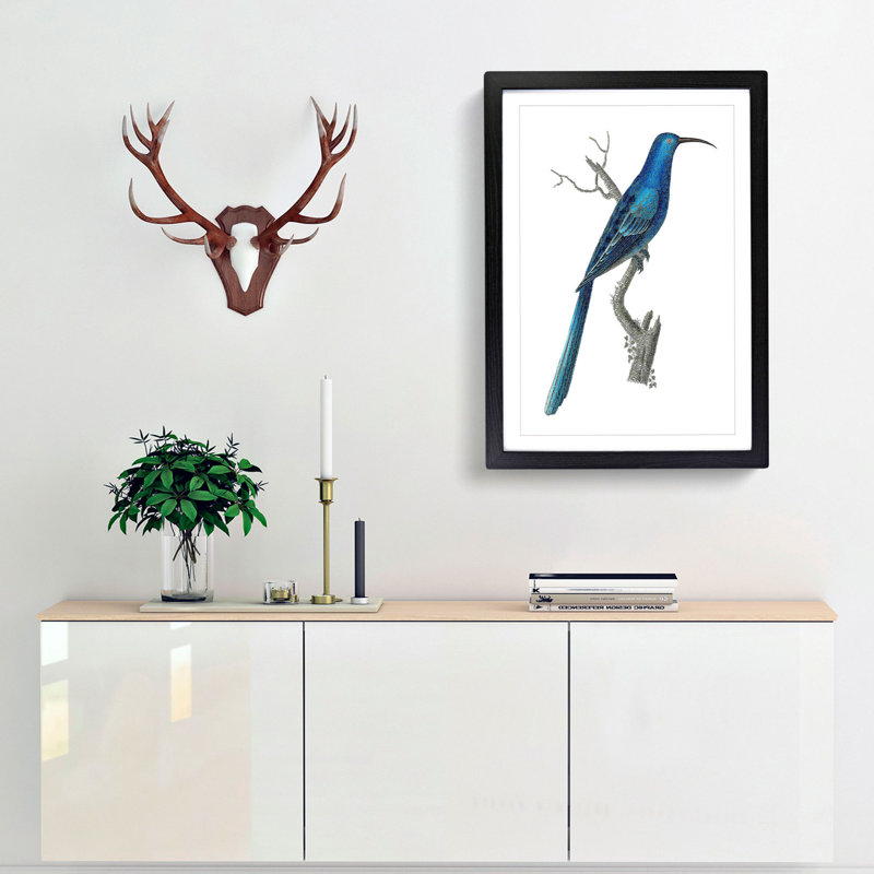 Blue Sugarbird by George Shaw - Framed Print, 60cm H x 40cm W x 2cm D, Black
