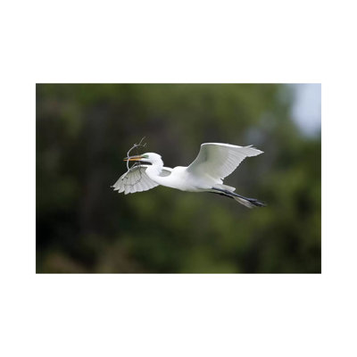 Great Egret Carrying Nesting Material, Florida 1 Piece Wrapped Canvas Painting