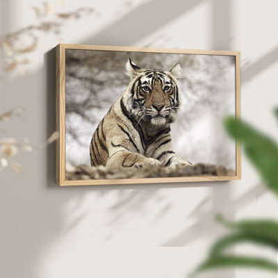 Royal Bengal Tiger -Framed Print - Restickable