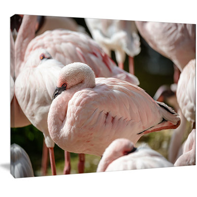 " Pat Of Flamingos Close-Up "