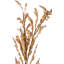 Dried Flower Bunch-119034009-119034008