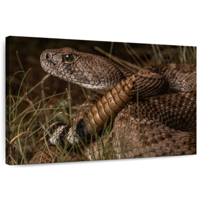 Diamondback Rattlesnake