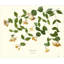 Plants & Flowers Print