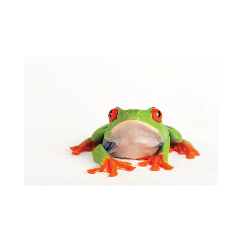A Red Eyed Tree Frog From A Private Collection by Joel Sartore - Gallery-Wrapped Canvas Giclée on Canvas, Canvas