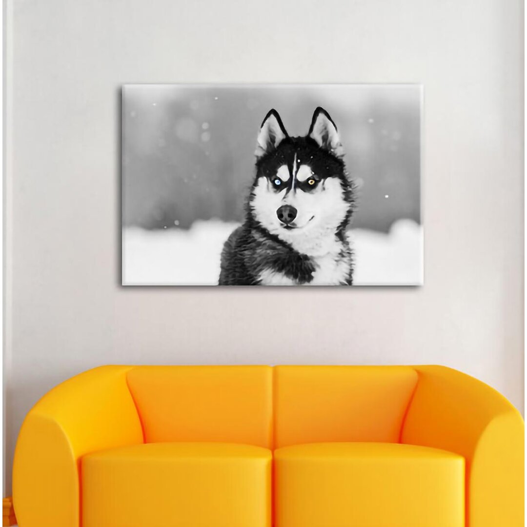 Leinwandbild Husky mit verschiedenen Augenfarben