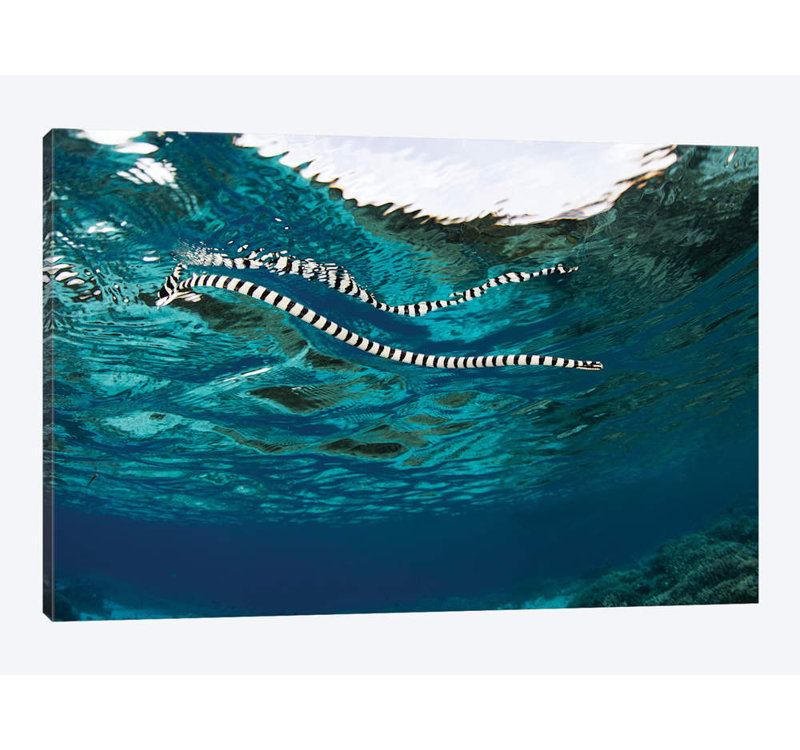 " A Banded Sea Snake (Laticauda Colubrina) Swims At The Surface, Indonesia " by Ethan Daniels, 18" H x 26" W x 1.5" D, No Mat
