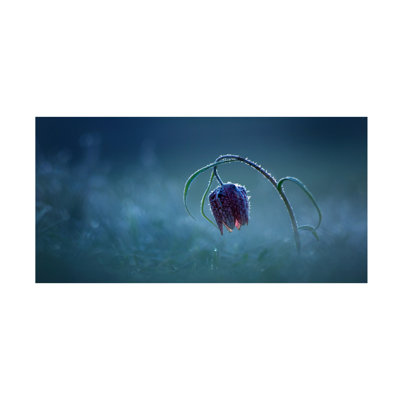 Bolog Peter Bognar Frozen Moonlight Canvas Art