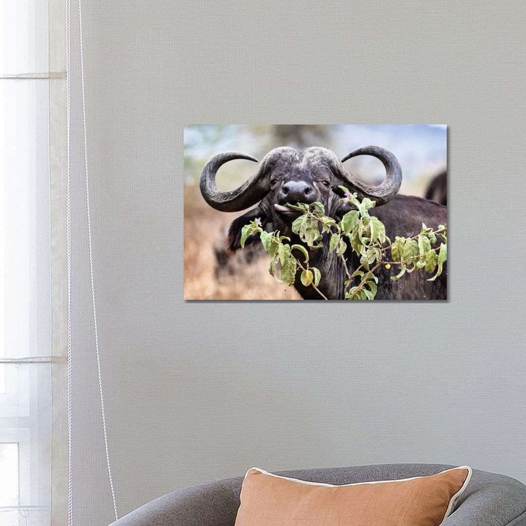 Closeup Cape Buffalo Eating Flower von Susan Richey - Gallery-Wrapped Canvas Giclée