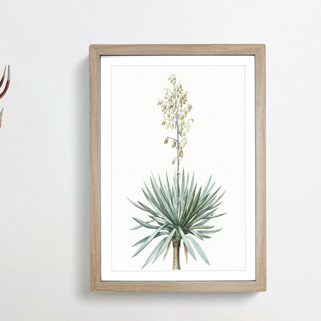 Adams Needle Yucca Flowers by Pierre-Joseph Redoute - Single Picture Frame Painting
