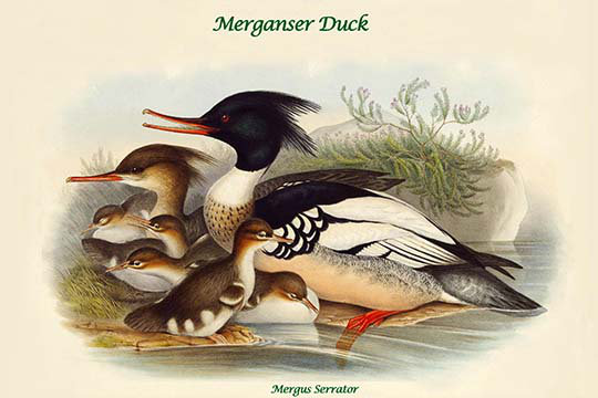 « mergus serrator merganser duck » par john gould, impression, H 24 po x l 36 po x P 1,5 po