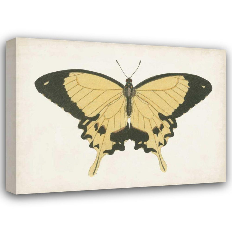 Art sur toile tendue par Gracie Oaks Vision Studio Gallery: Beautiful Butterfly I