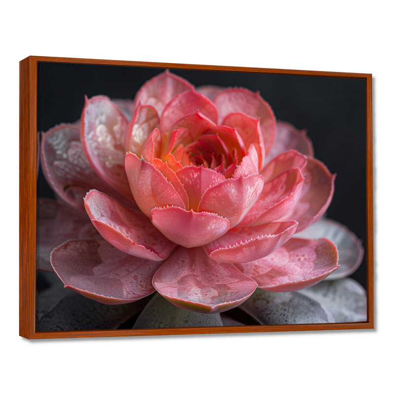 Reproduction d'art mural succulente monochrome II, Toile avec cadre flottant brun, H 34 po x l 44 po x P 1,5 po