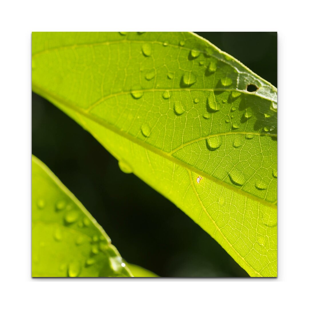 Leinwandbild Grünes Blatt mit Wassertröpfchen