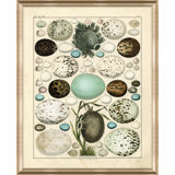 Nest And Eggs III Print