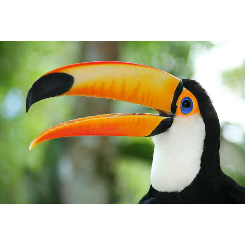 Closeup Of Toucan - Wrapped Canvas Print, 20cm H x 30cm W
