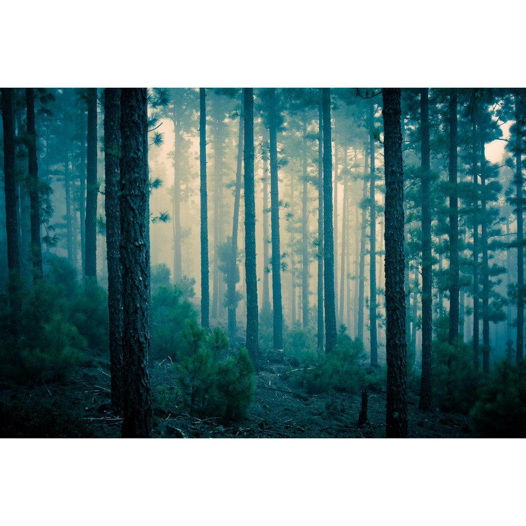 Dark Mystery Forest In The Fog von Zodebala - Leinwandbild