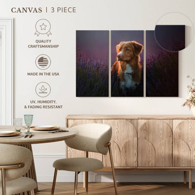 Golden retriever dans un champ de lavande