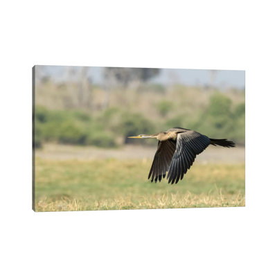 Africa, Botswana, Chobe National Park. African Darter Flying. by Jaynes Gallery - Wrapped Canvas Print