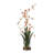 Dancing Orchid In Glass Vase