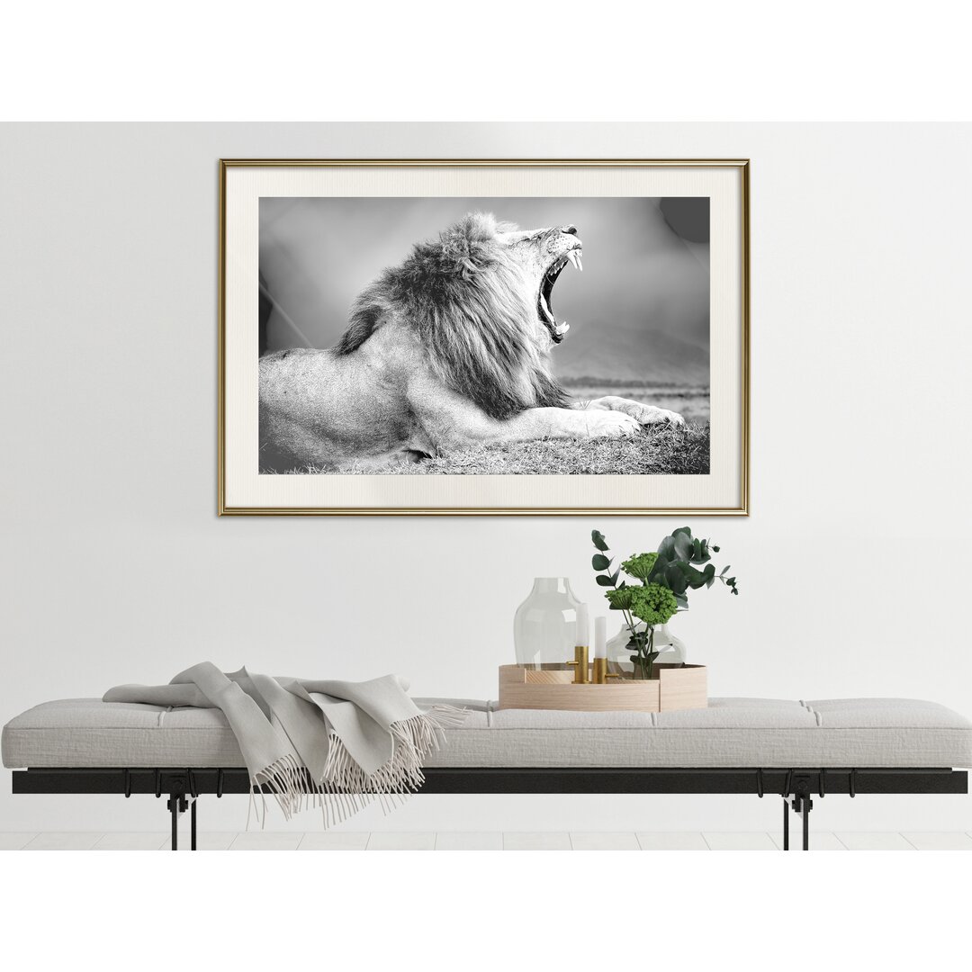 Gerahmtes Poster Yawning Lion