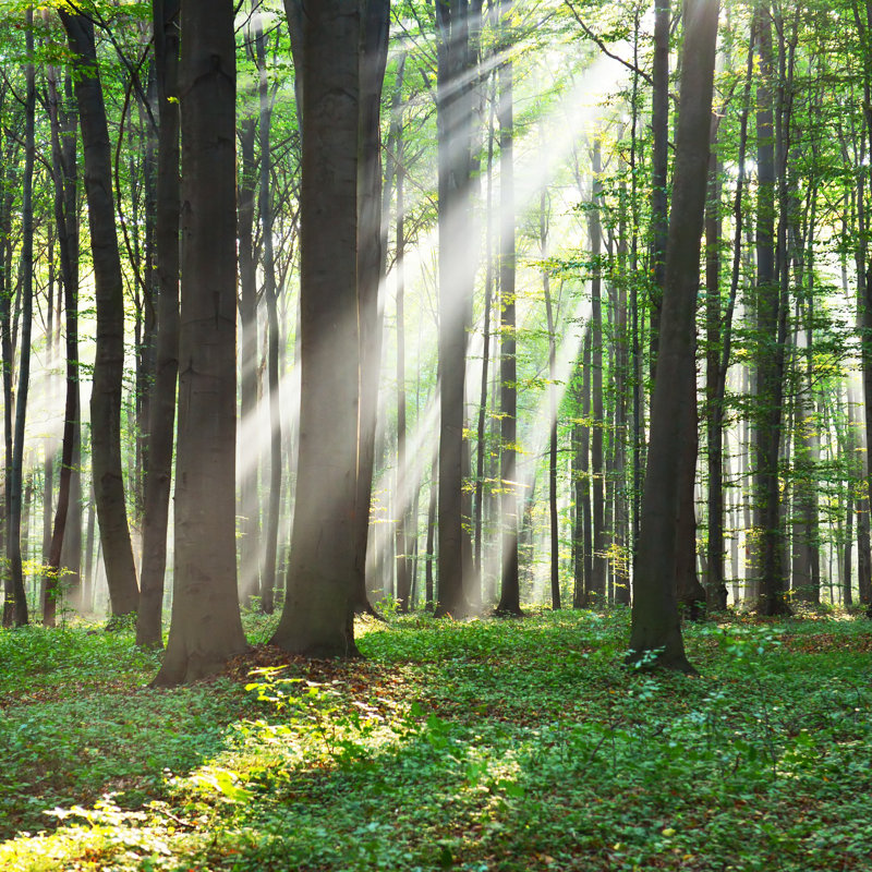In The Forest - Wrapped Canvas Print, 30cm H x 30cm W x 3.8cm D