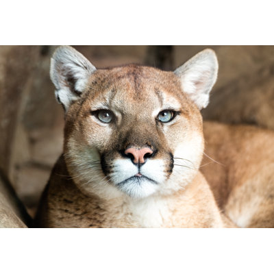 Lynx Face Closeup - Wrapped Canvas Print