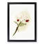 Magnolia Flowers Illustration Tab. 62 by Frederick Sander - Picture Frame Painting Print-55760311-55760312