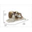 Mère et bébé Shih Tzu