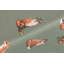 Foxes Tablecloth 145x160 Cm