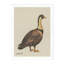 Standing Goose Print