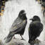 Deux oiseaux corbeaux - reproduction mat industrielle encadrée pour la décoration-266765643-266765641