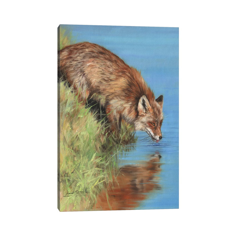 Fox Drinking At River by David Stribbling - Wrapped Canvas Gallery-Wrapped Canvas Giclée, 101.60cm H x 101.60cm W