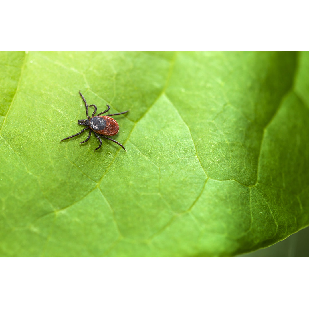 Ixodes ricinus