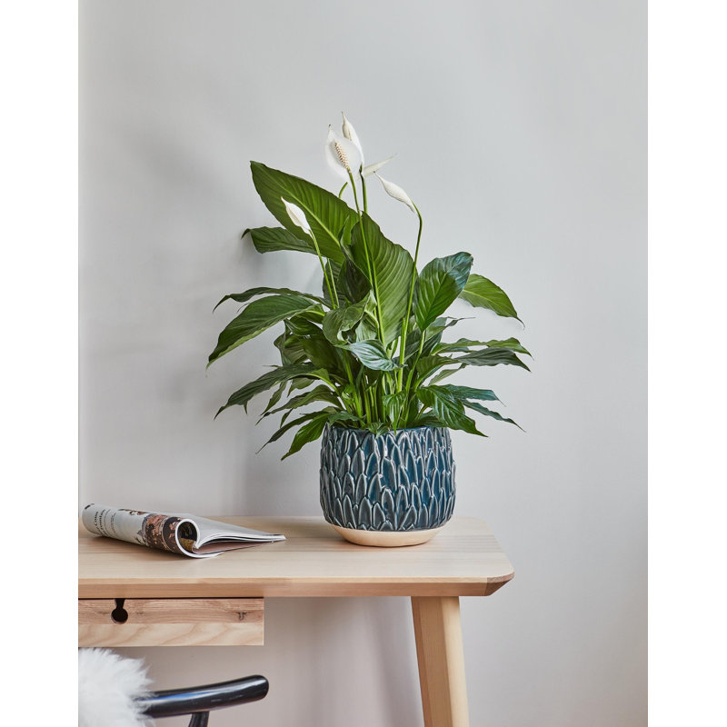 Arles Leaf Embossed Planter, 16.5cm H x 18cm W x 18cm D, Teal