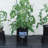 Active Aqua Root SpaGallon Bucket Deep Water Culture System-97291367
