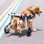 Fauteuil roulant pliable pour chien