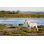 Chevaux blancs de Camargue par Nimu1956