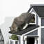 Cat House