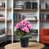 Rose / Mauve est en rupture de stock