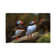 Puffins by Mateusz Piesiak - Wrapped Canvas Gallery-Wrapped Canvas Giclée