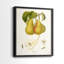 Reproduction encadrée Vintage Pears V-Premium - prête à être accrochée - aucun clou requis - aucun clou requis-1748243885-1748243883