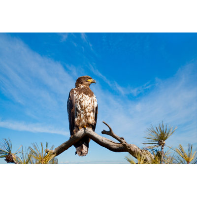 Immature Golden Eagle Perched On A Branch by JeffGoulden - Print