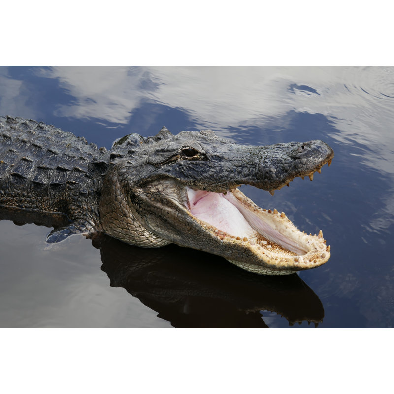 American Alligator by Williamhc - Wrapped Canvas Print, 61cm H x 91cm W