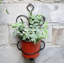 Pot de fleurs mural en fonte Colt
